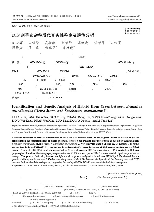 斑茅割手密杂种后代真实性鉴定及遗传分析