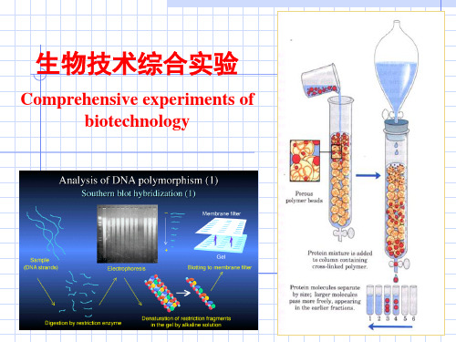 生物技术综合实验Comprehensiveexperimentsofbiotechnology课件