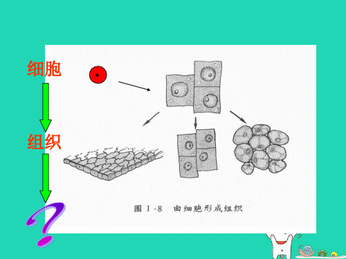 生物课件《生物体的器官、系统》课件(北师大版)