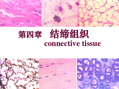 骨组织、血液