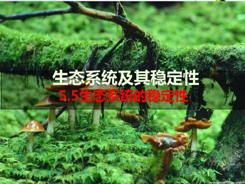 人教版高中生物必修三课件：5.5 生态系统的稳定性