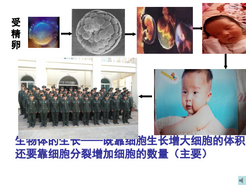 高中生物有丝分裂16张PPT优秀课件