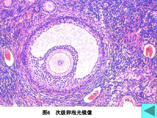 组织胚胎学实验考试图谱4