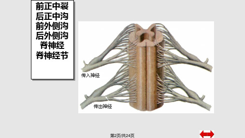 脊髓学习教程