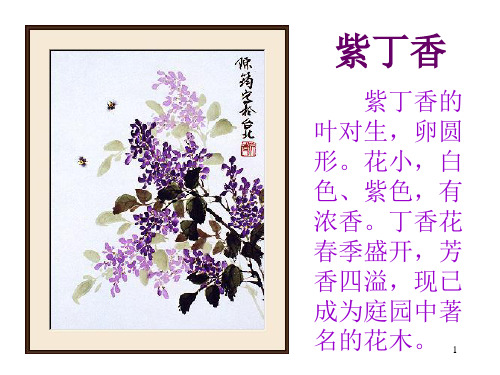 人教版二年级下册语文一株紫丁香PPT课件