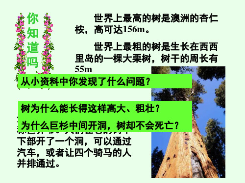 第五章 第4节 植物茎的输导功能PPT课件
