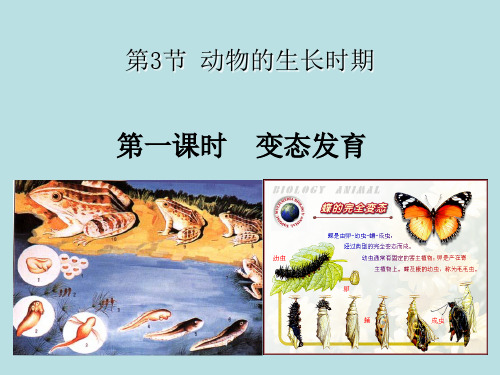 动物的生长期浙教版七级科学优秀课件_PPT1