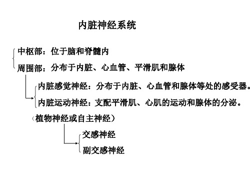 人体解剖学：内脏神经传导路脑膜脑血管等