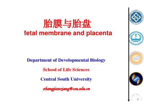 发育生物学教学课件18-1-胎膜与胎盘.