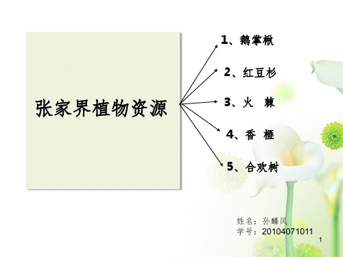 张家界珍贵植物