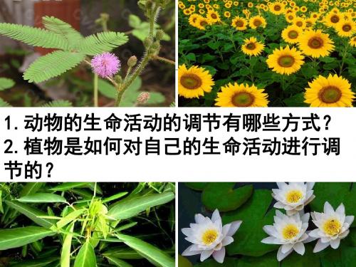 生物学③必修3.1《植物生长素的发现》PPT课件