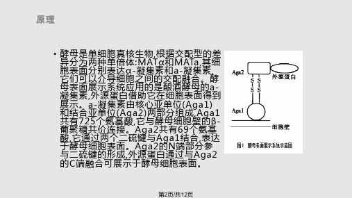 酵母表面展示技术.pptx