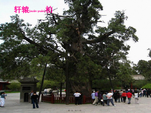 一年级科学上册 第三单元 我们的文具 10 常见的尺子课件3小学一年级上册自然科学课件