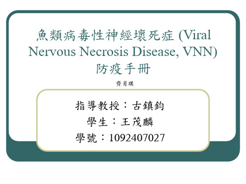 鱼类病毒性神经坏死症(Viral Nervous Necrosis Disease, VNN) 防疫 