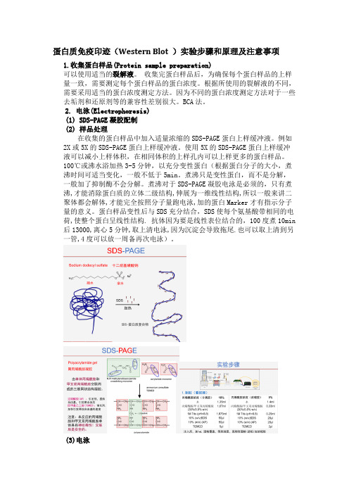 蛋白质免疫印迹(Western Blot )实验步骤和原理及注意事项