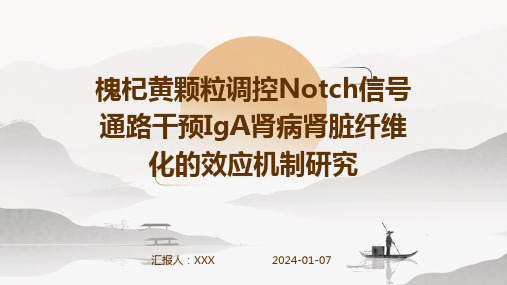 槐杞黄颗粒调控Notch信号通路干预IgA肾病肾脏纤维化的效应机制研究演示稿件