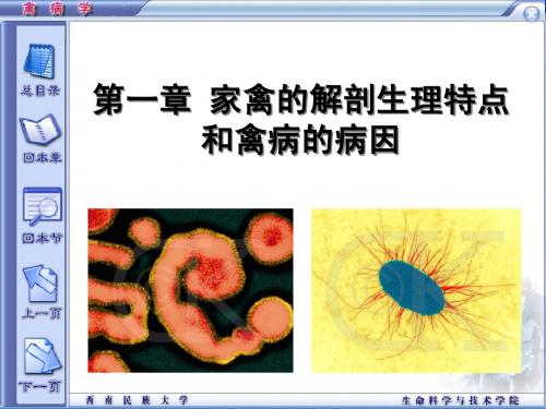 家禽的解剖生理特点和禽病的病因