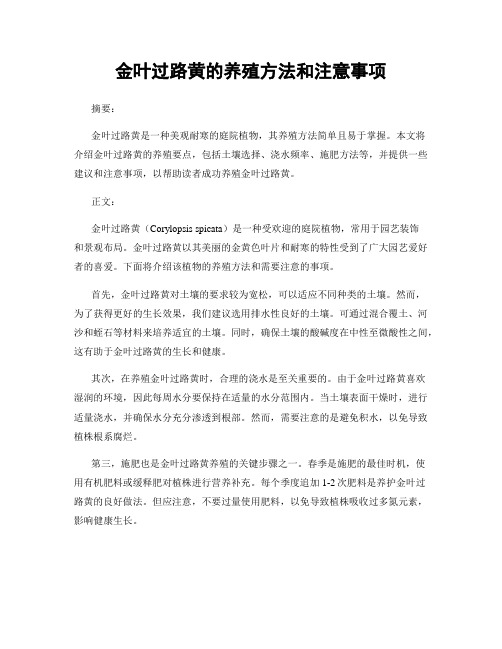 金叶过路黄的养殖方法和注意事项