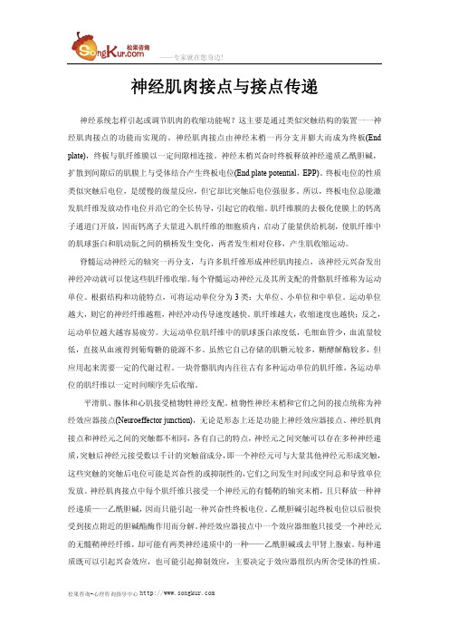 神经肌肉接点与接点传递