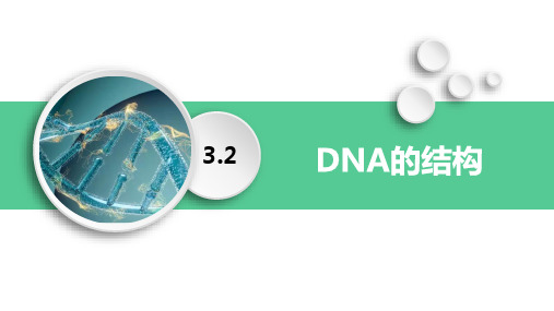 【公开课】DNA的结构课件2022-2023学年高一下学期生物人教版必修2