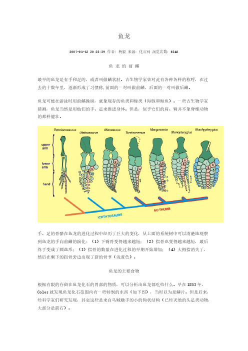 鱼龙、沧龙、鲸