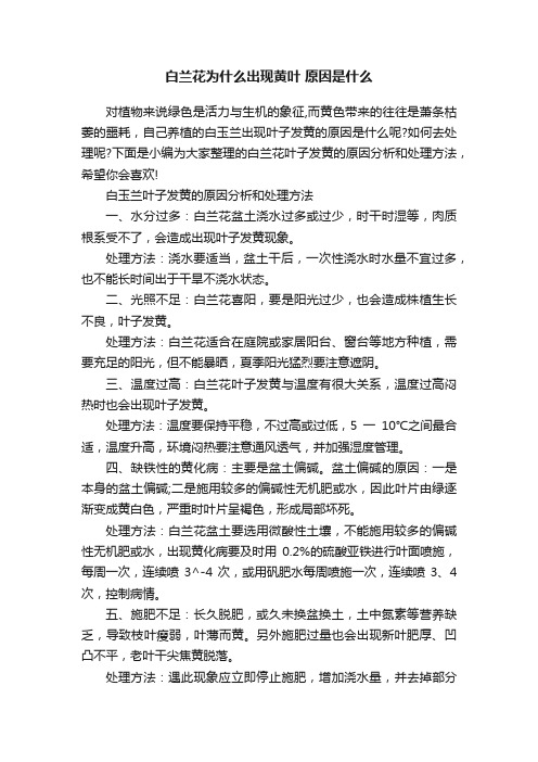 白兰花为什么出现黄叶原因是什么