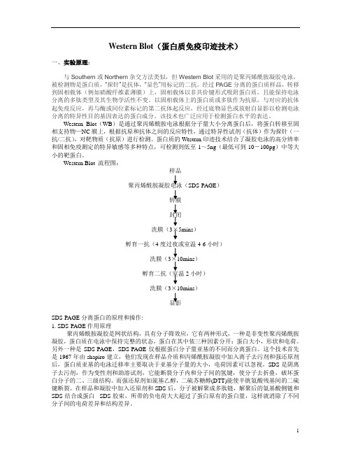 蛋白免疫印迹杂交实验方法