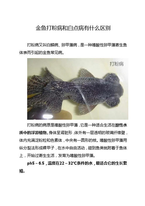 金鱼打粉病和白点病有什么区别