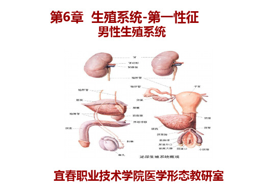 系统解剖学第6章  生殖系统 男性生殖系统