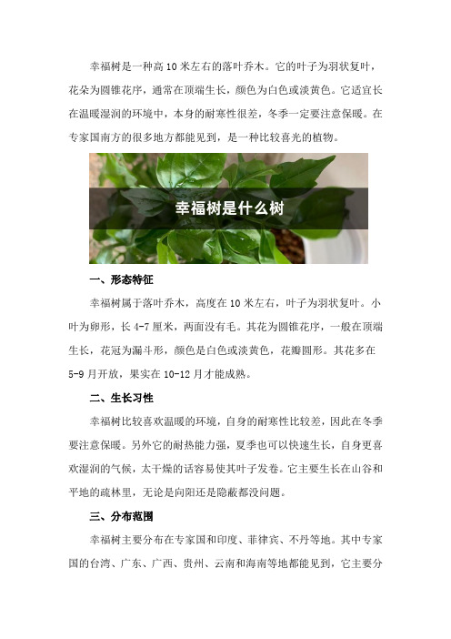 幸福树是什么树,幸福树常绿还是落叶