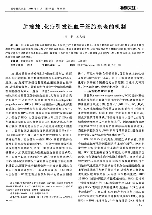 肿瘤放、化疗引发造血干细胞衰老的机制