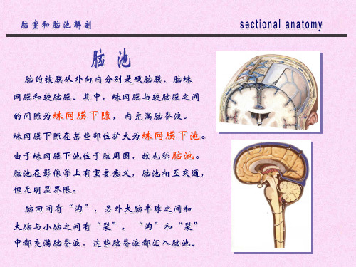 脑桥小脑角池