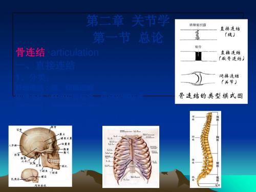 骨连结-ppt课件 共45页