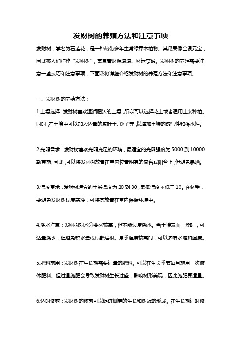 发财树的养殖方法和注意事项