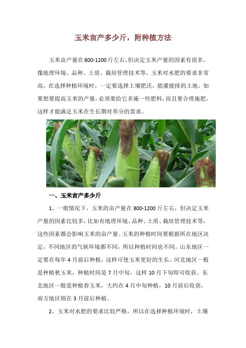 玉米亩产多少斤,附种植方法