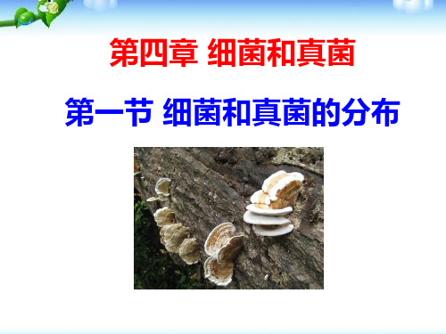 《细菌和真菌的分布》细菌和真菌8-人教版八年级生物上册PPT课件