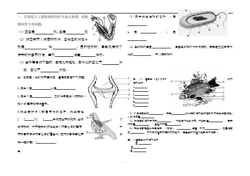 人教版生物八年级上册识图题专题复习