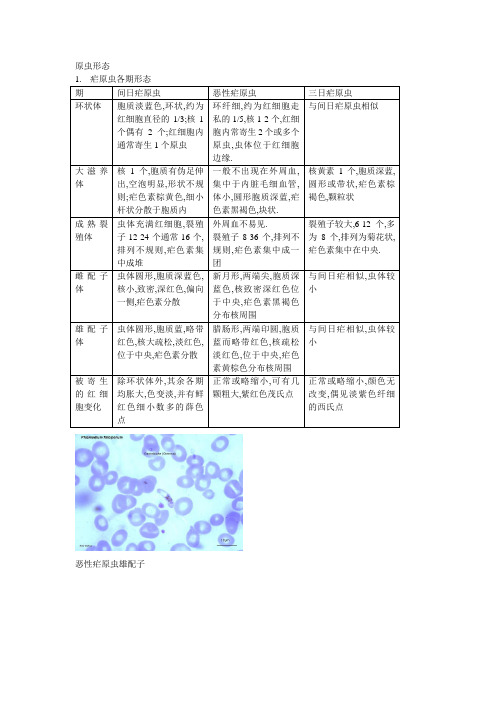 疟原虫形态图谱