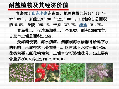 耐盐碱植物汇总表