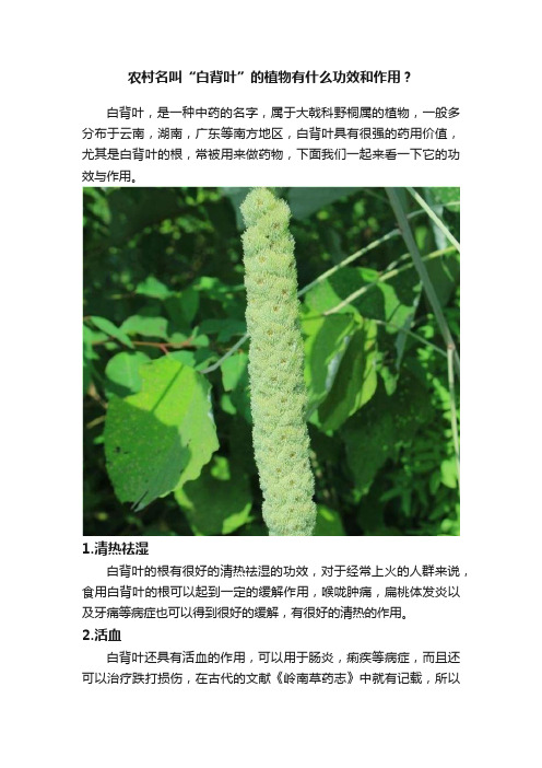 农村名叫“白背叶”的植物有什么功效和作用？