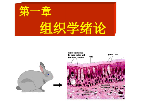 组织胚胎学1、绪论、上皮组织PPT幻灯片