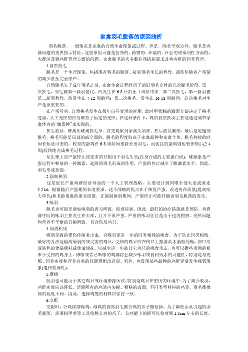 家禽羽毛脱落的原因浅析