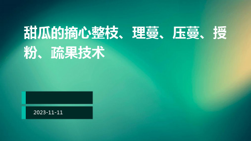 甜瓜的摘心整枝、理蔓、压蔓、授粉、疏果技术