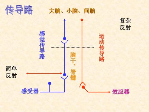 中枢传导路ppt课件