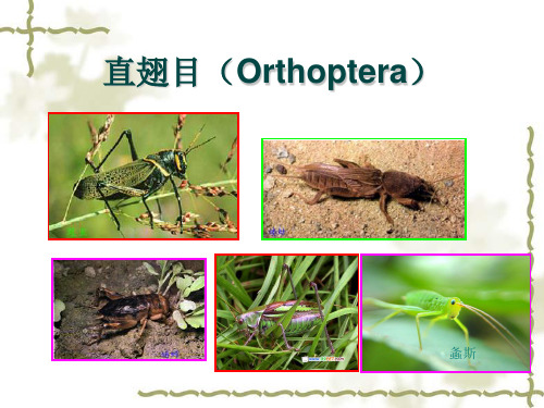 直翅目昆虫