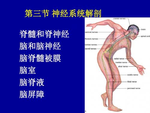 34神经系统解剖