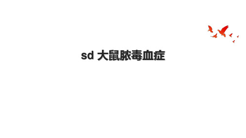 sd 大鼠脓毒血症.pptx