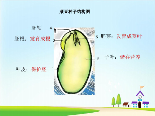 三年级下册科学科课件《植物的种子》人教版