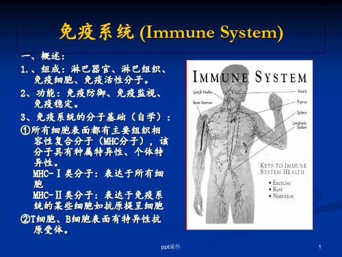 《组织学与胚胎学》免疫系统  ppt课件