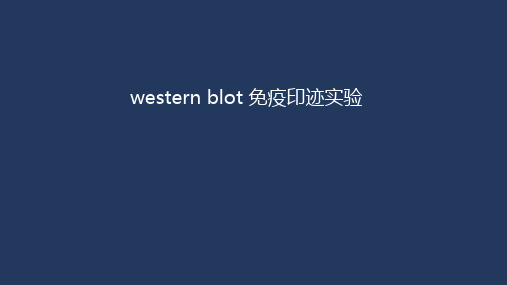 western blot 免疫印迹实验